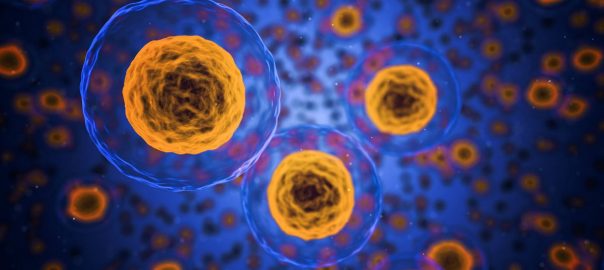 cellule souche pluripotente