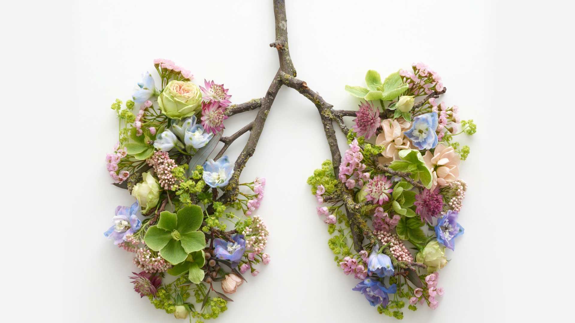 Poumon en plante